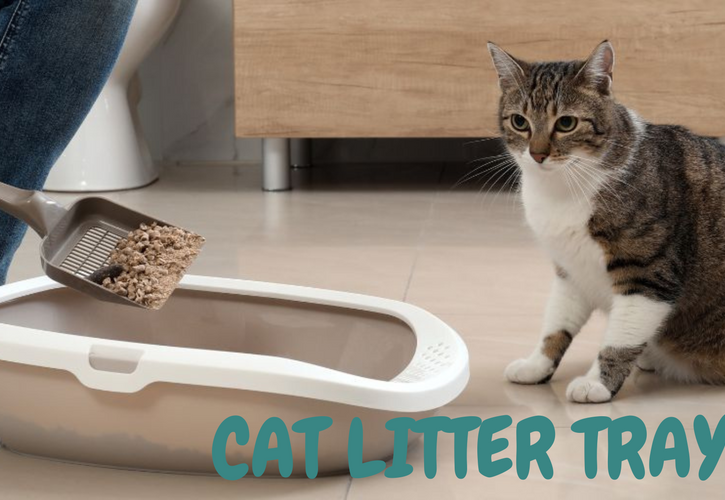 Is Your Cat Avoiding the Litter Tray? Here’s What It Really Means