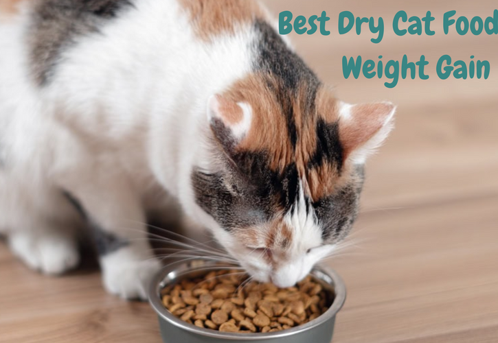 Vet-Recommended Dry Cat Foods to Help Your Cat Gain Weight Fast