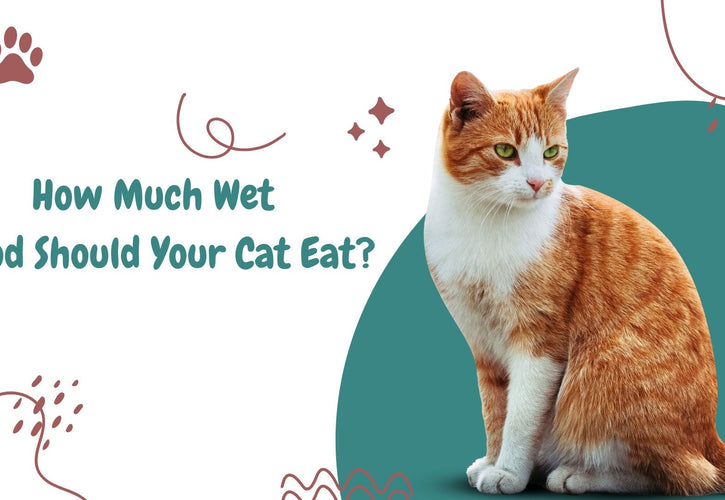 How Many Cans of Wet Food Should Your Cat Eat Daily? A Complete Guide