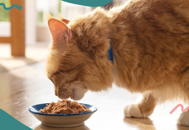 Keeping Your Cat Safe: How Long Wet Cat Food Stays Fresh After the Expiration Date