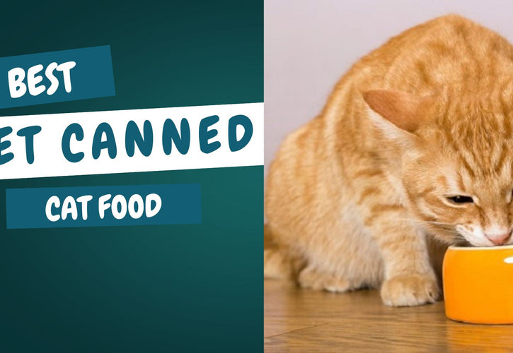 Is Your Cat’s Food Healthy? Discover the Best Wet Canned Options