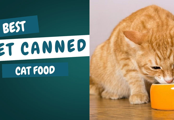 The Ultimate Guide to Choosing the Best Wet Cat Food for Your Feline