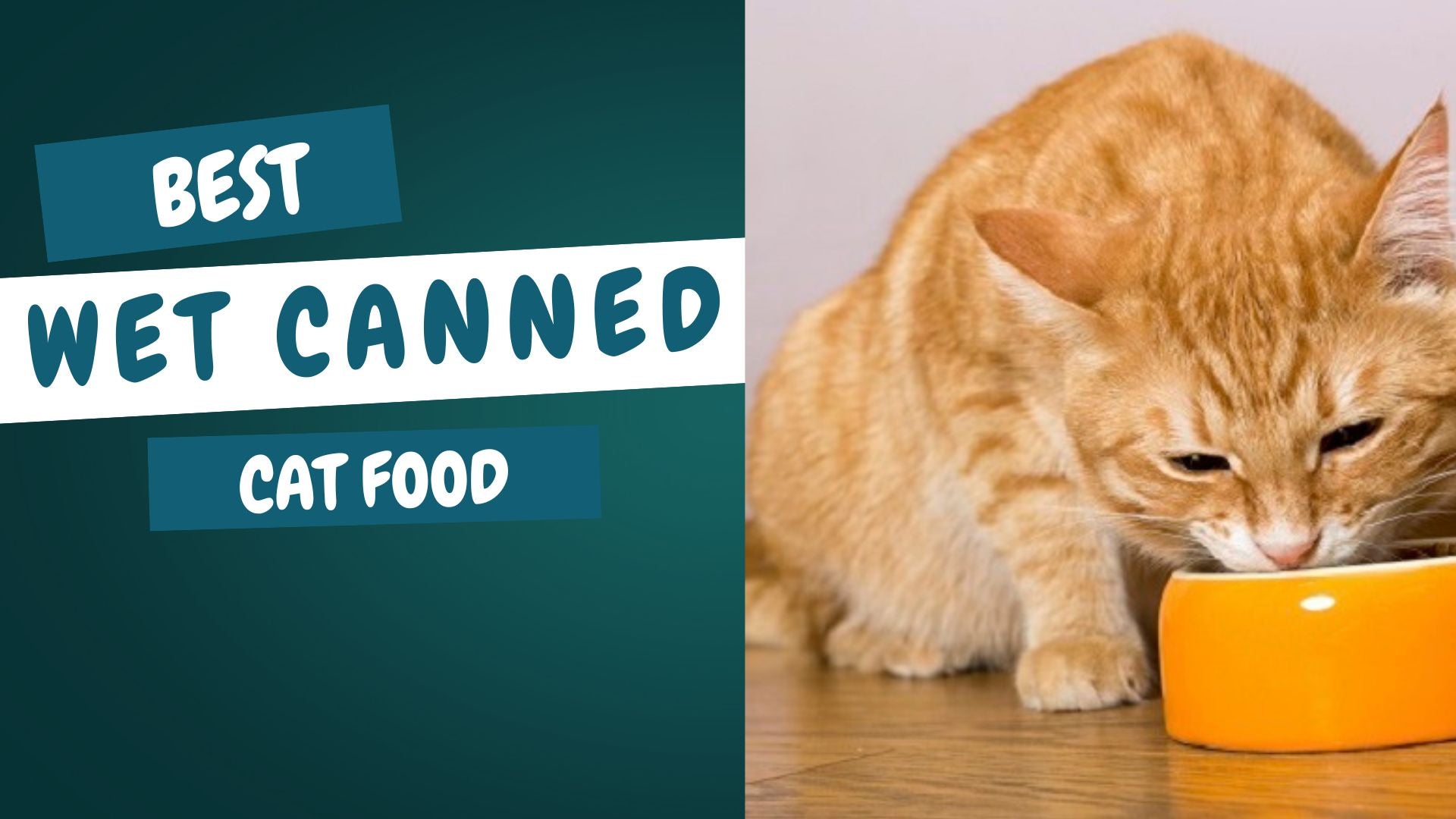 The Ultimate Guide to Choosing the Best Wet Cat Food for Your Feline