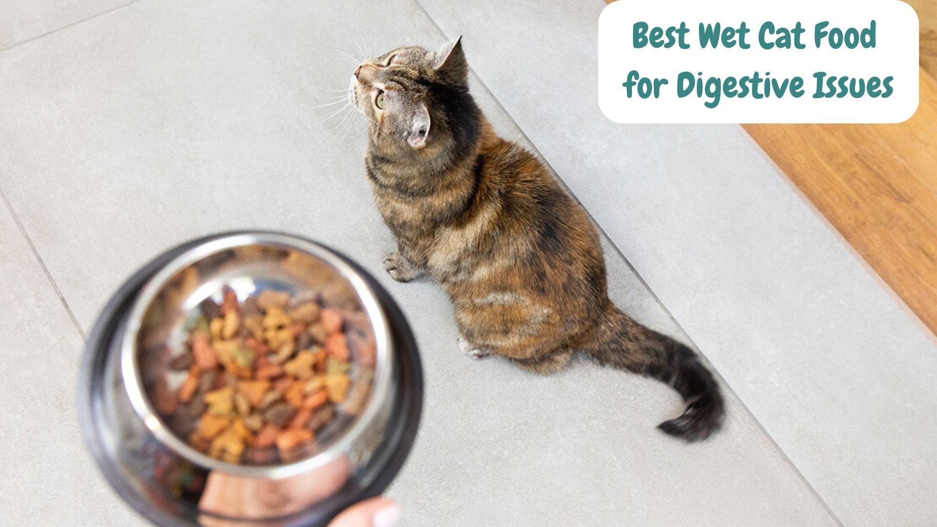 The Best Gentle Wet Cat Foods for Digestive Relief & Happy Cats