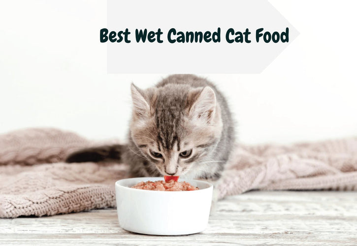 Is Your Cat Getting Enough Hydration? Benefits of Wet Canned Cat Food