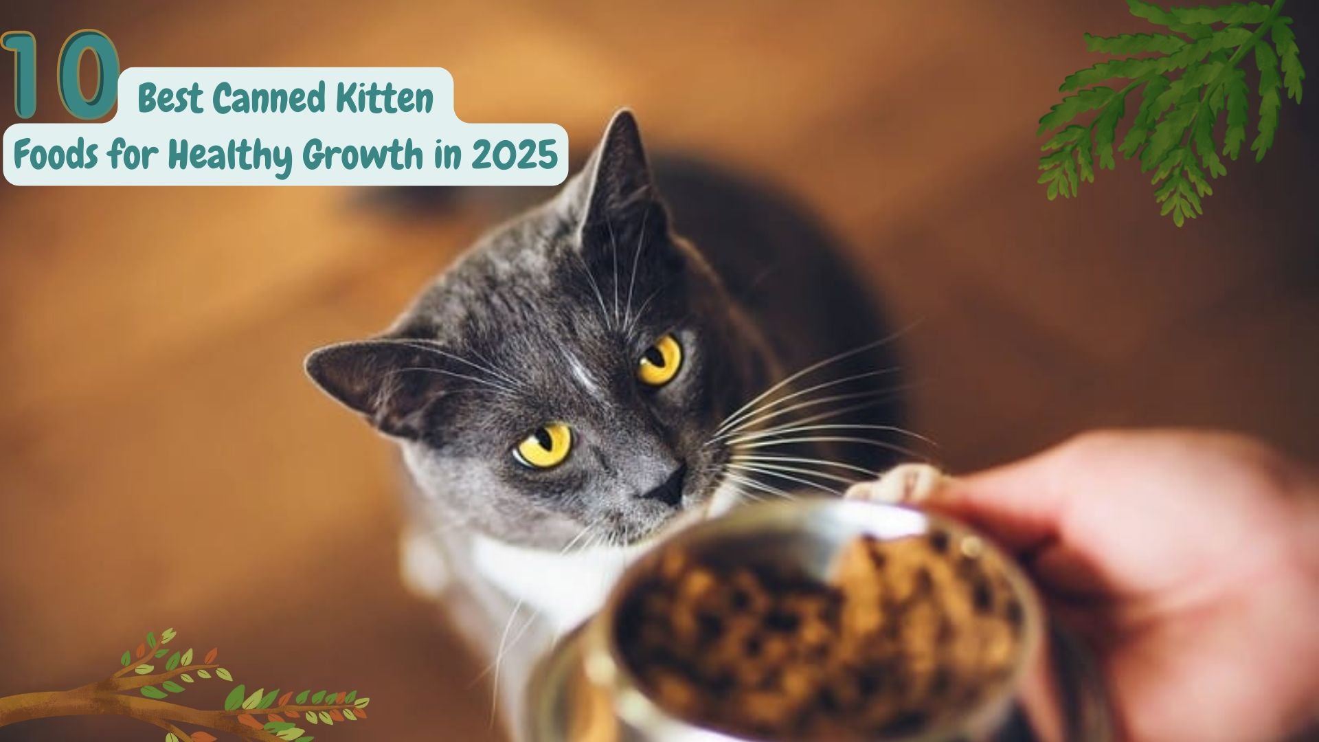 10 Best Canned Kitten Foods for Healthy Growth in 2025