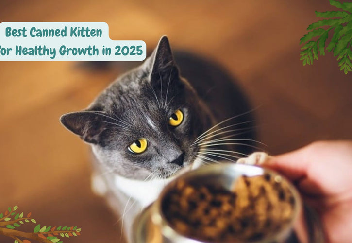 10 Best Canned Kitten Foods for Healthy Growth in 2025