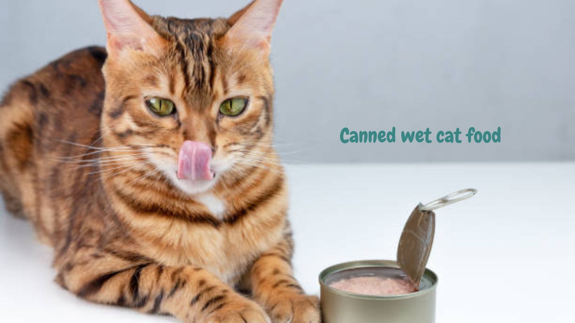 The Ultimate Guide to Storing Wet Cat Food: Tips for Freshness and Safety