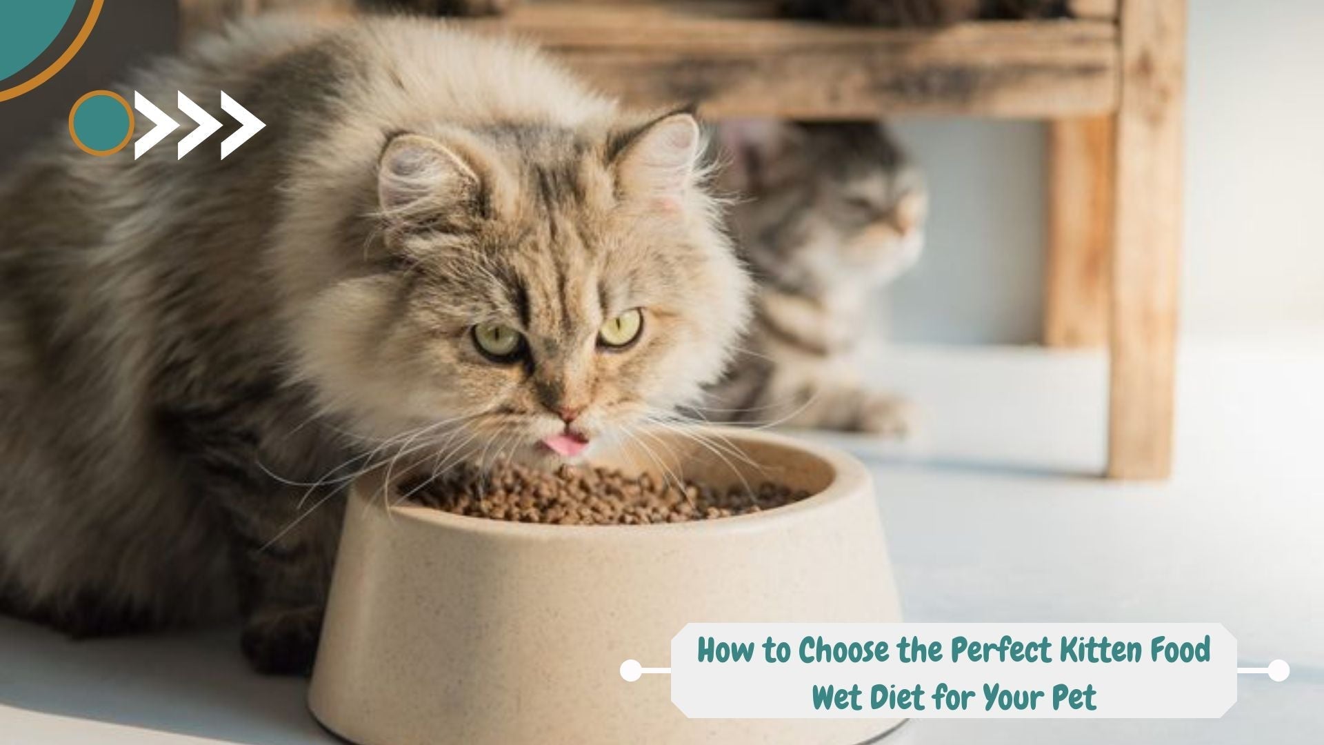 How to Choose the Perfect Kitten Food Wet Diet for Your Pet