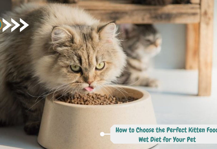 How to Choose the Perfect Kitten Food Wet Diet for Your Pet