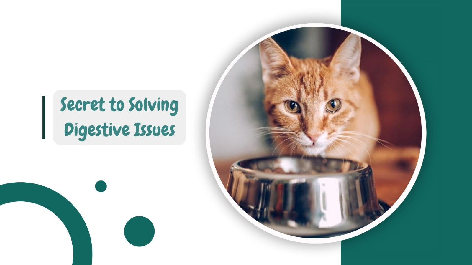 The Secret to Solving Digestive Issues: Top Vet-Recommended Wet Cat Food Brands