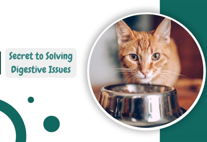 The Secret to Solving Digestive Issues: Top Vet-Recommended Wet Cat Food Brands