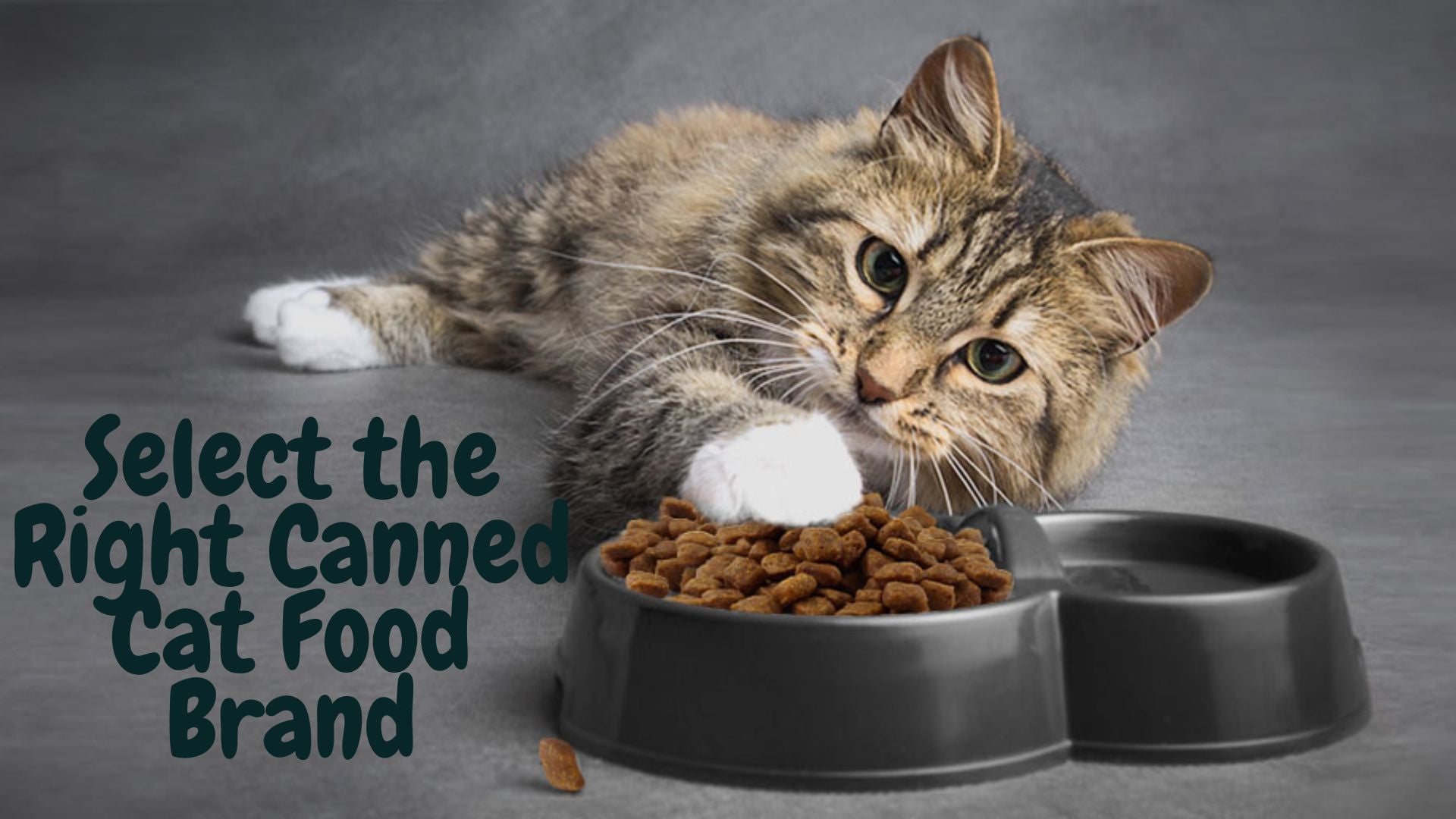 How to Select the Right Canned Cat Food Brand for Your Cat’s Needs