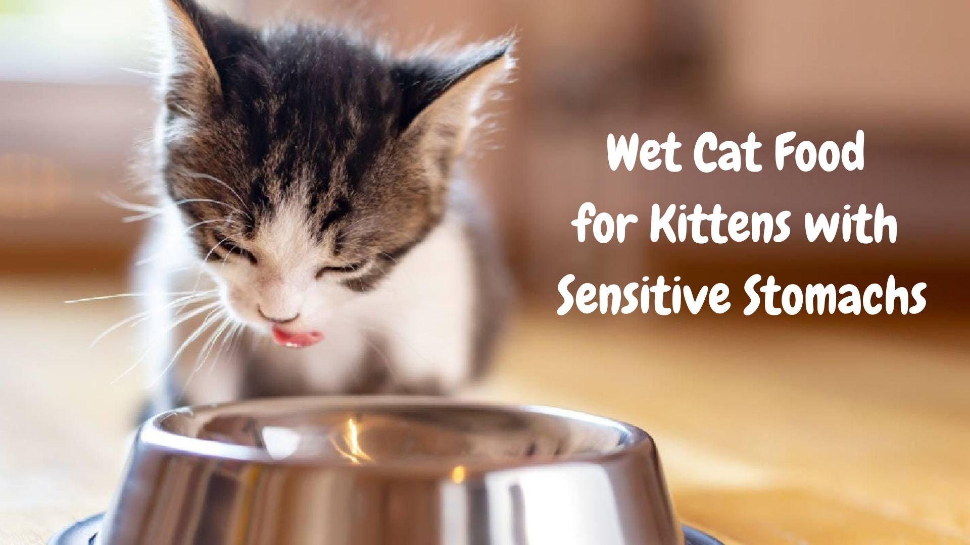 Best Wet Cat Food for Kittens with Sensitive Stomachs | Gentle & Nutritious Choices