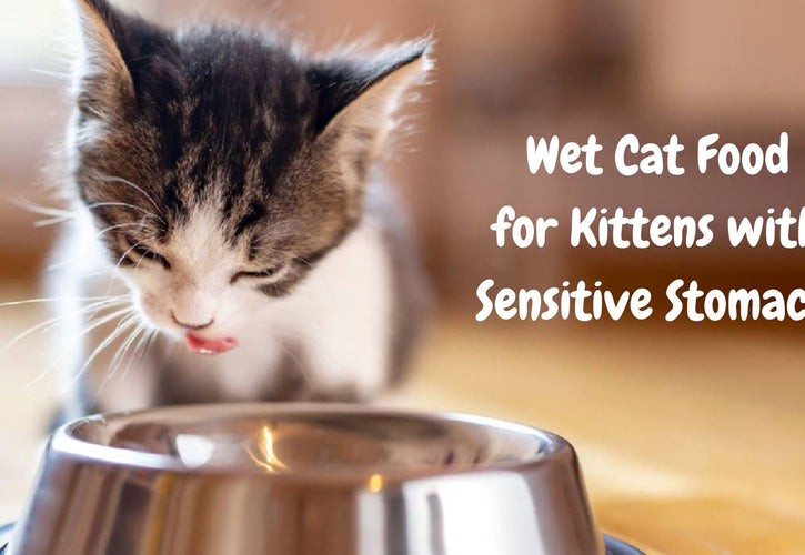 Best Wet Cat Food for Kittens with Sensitive Stomachs | Gentle & Nutritious Choices