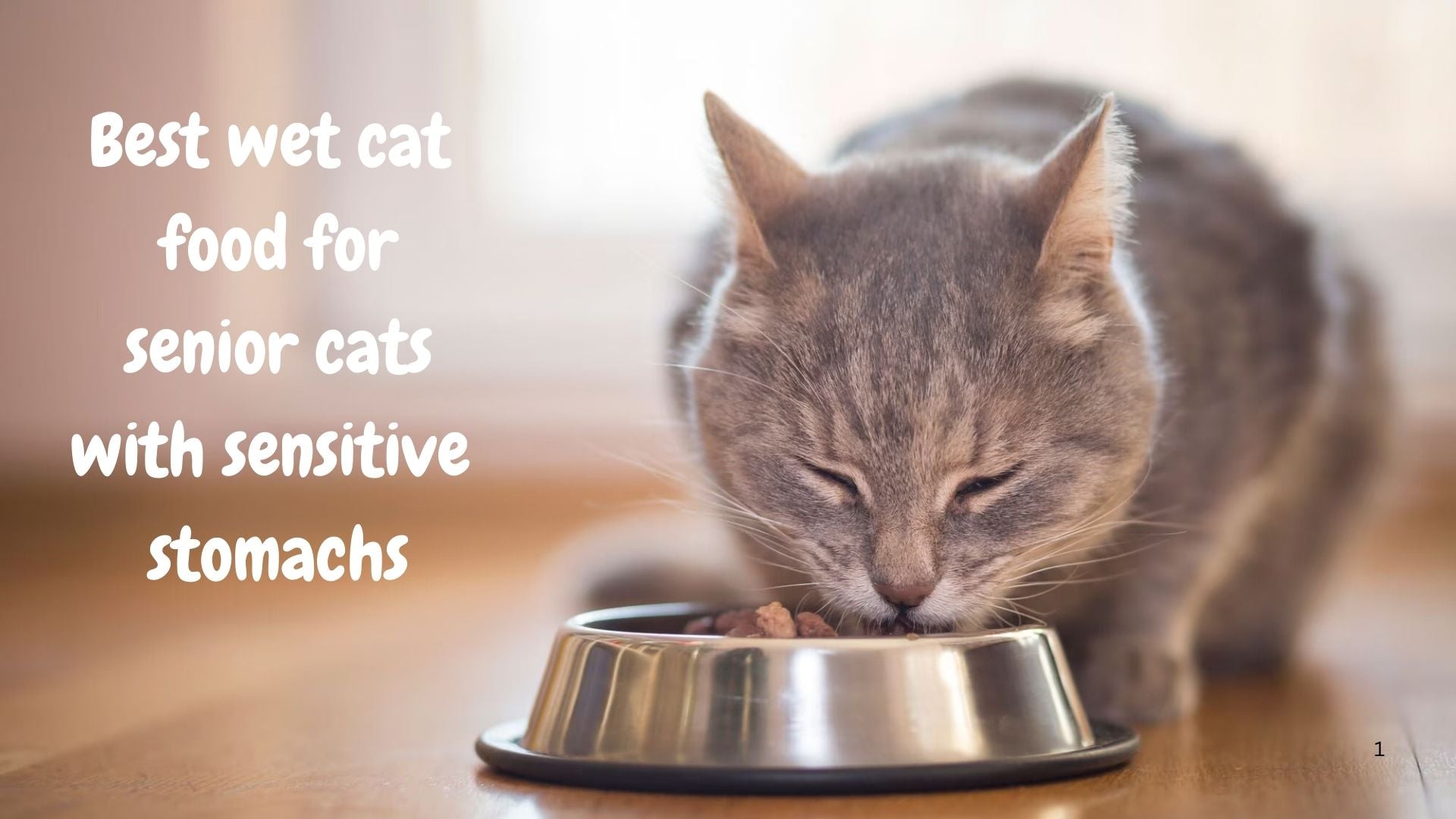 The Complete Guide to the Best Wet Cat Food for Senior Cats with Sensitive Stomachs