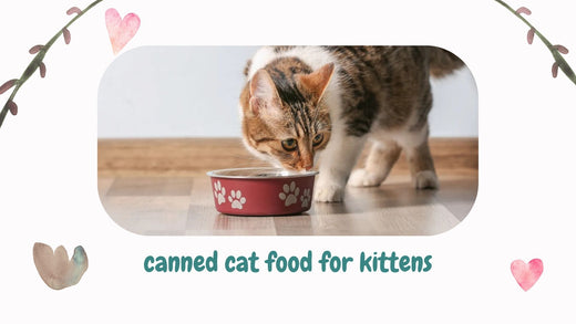 Why Pet Owners Are Switching to Grain-Free Canned Food for Kittens