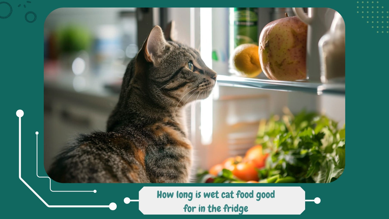 How Long Can Wet Cat Food Stay Fresh in the Fridge? A Pet Parent's Guide