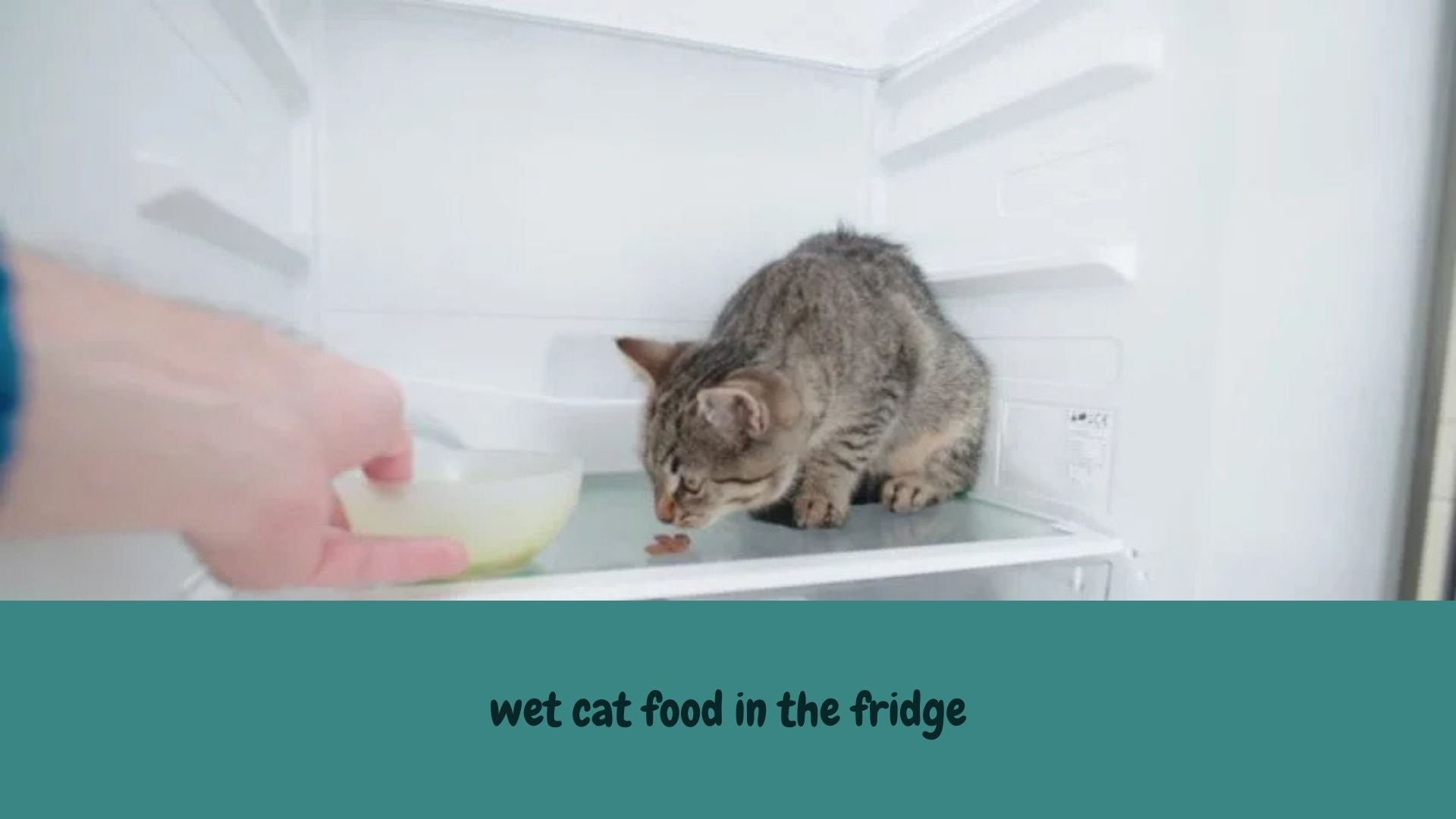 Fridge Storage for Wet Cat Food: Essential Tips for Freshness