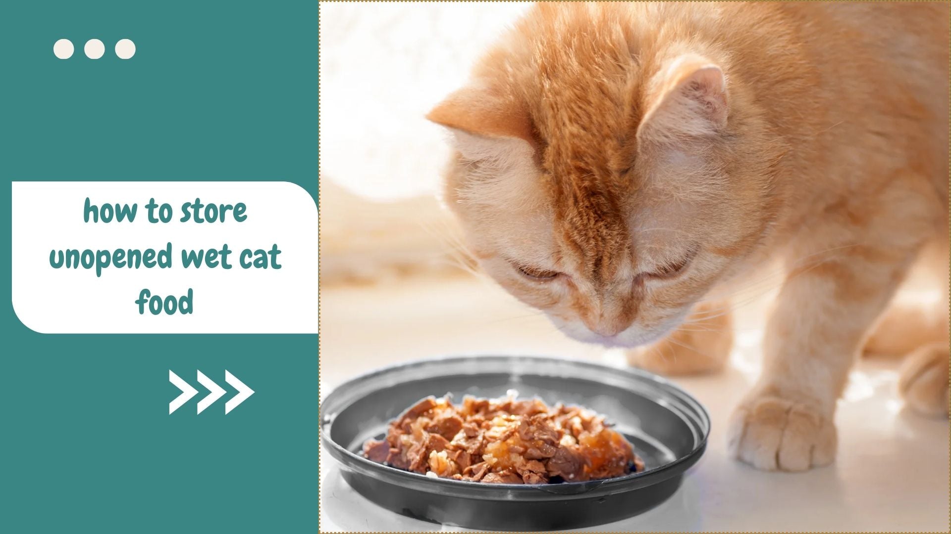 The Ultimate Guide to Storing Unopened Wet Cat Food Safely