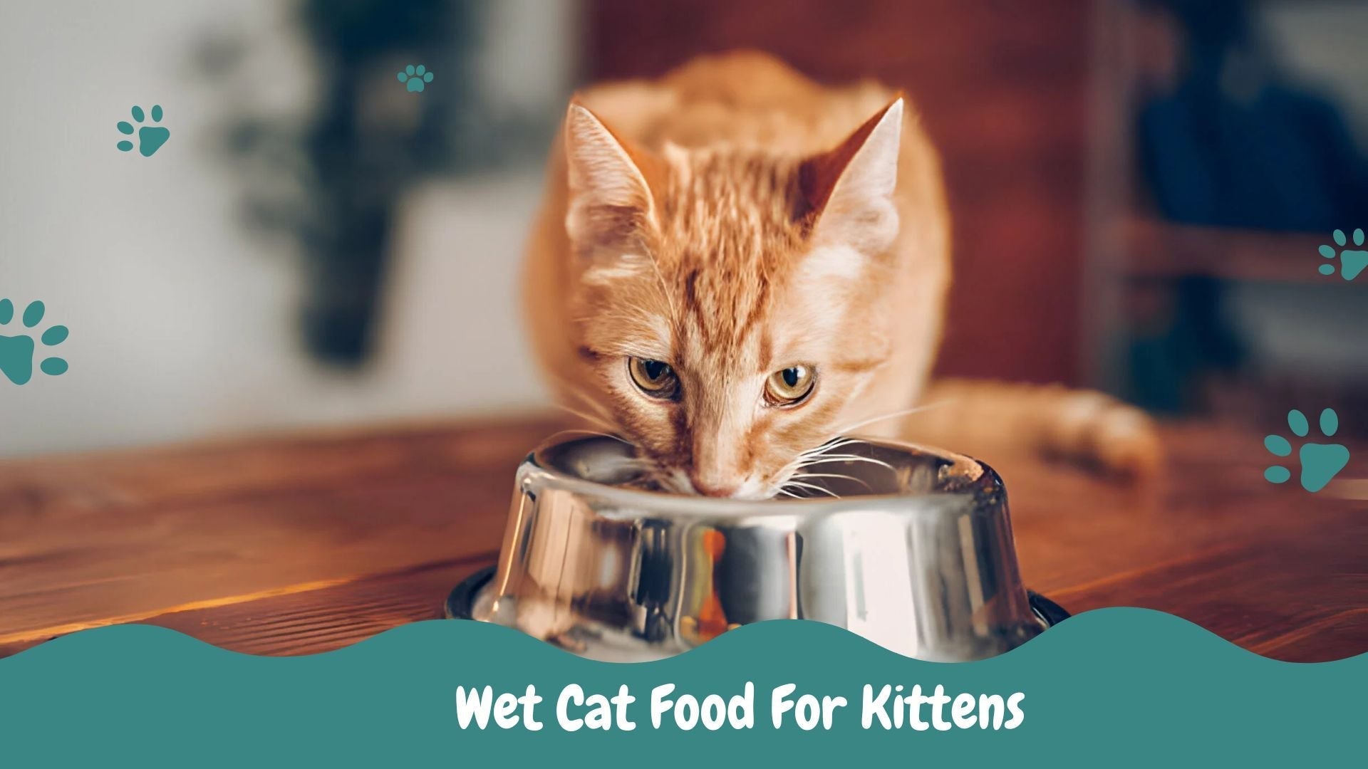 Wet Cat Food Buying Guide: What Every Kitten Owner Needs to Know