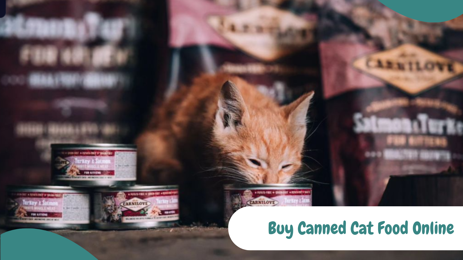 Buy Wet Cat Food Online 7 Mistakes to Avoid When Shopping for Your Cat