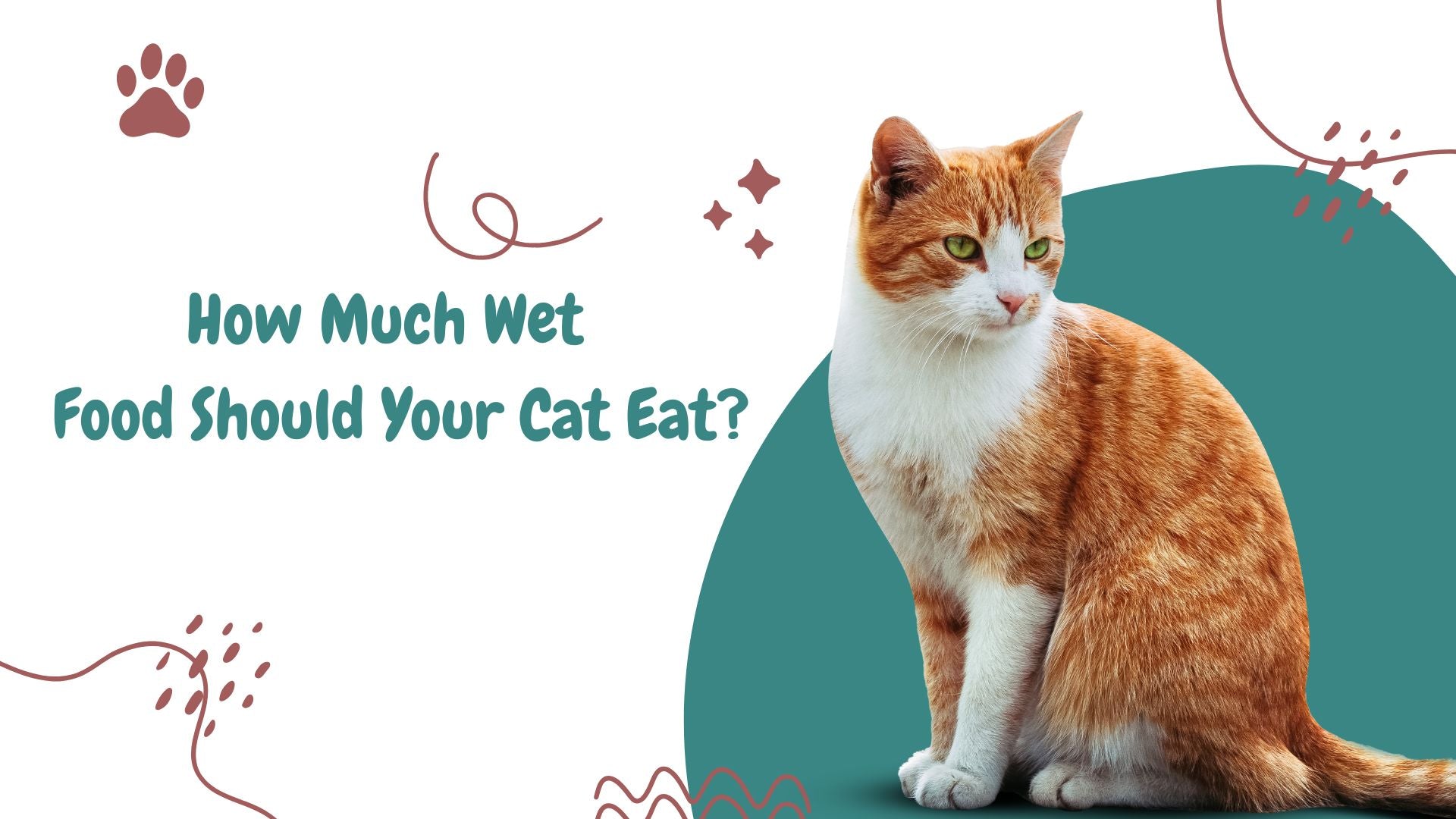 How Many Cans of Wet Food Should Your Cat Eat Daily? A Complete Guide