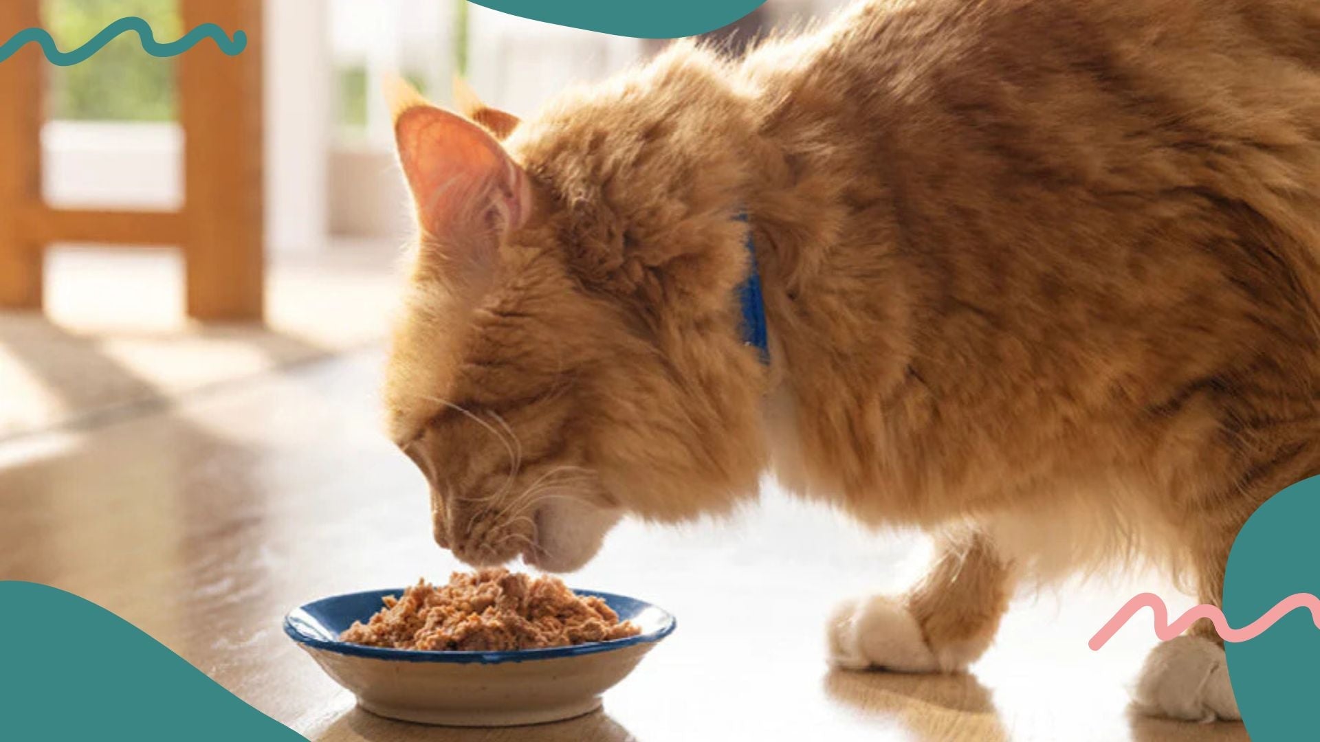 Keeping Your Cat Safe: How Long Wet Cat Food Stays Fresh After the Expiration Date