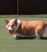 FOFOS Fruity Bites Strawberry Treat Dispensing Dog Toy