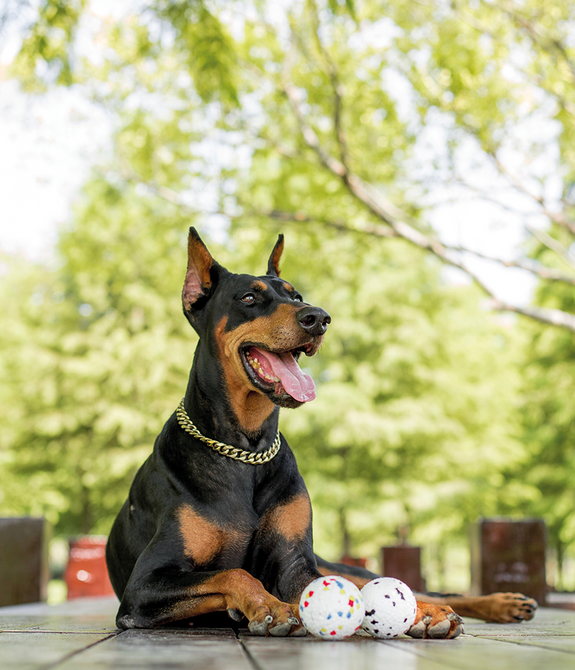 M-PETS Bloom Ball II Dog Toy