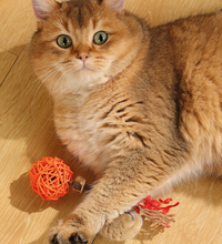 M-PETS Charmy Amulet Matatabi Orange Catnip Cat Toy