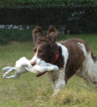 M-PETS Chewtopia Duck Dog Toy