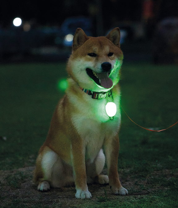 M-PETS Rechargeable LED JEWEL for dogs – Green