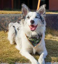 M-PETS Wild Jungle Bandana Collar M